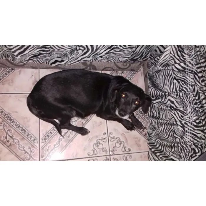 Cachorro ra a Cofap com vira lata idade 6 ou mais anos nome Pretinha