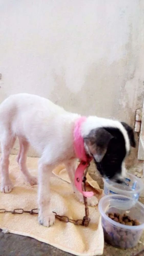 Cachorro ra a Vira lata  idade 2 a 6 meses nome Não tem 