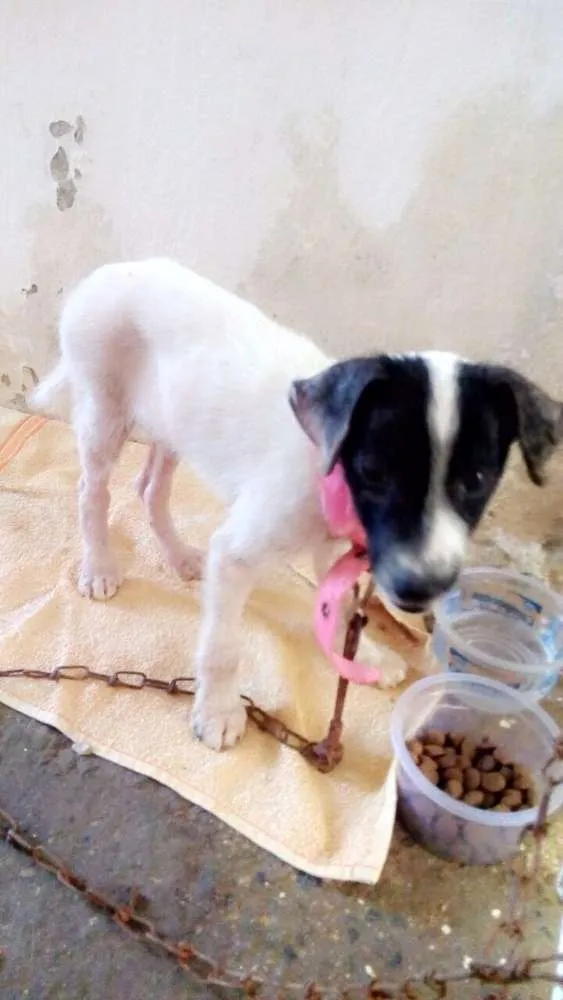 Cachorro ra a Vira lata  idade 2 a 6 meses nome Não tem 