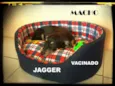 JAGGER