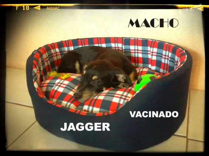 Cachorro ra a vira lata idade 2 a 6 meses nome JAGGER