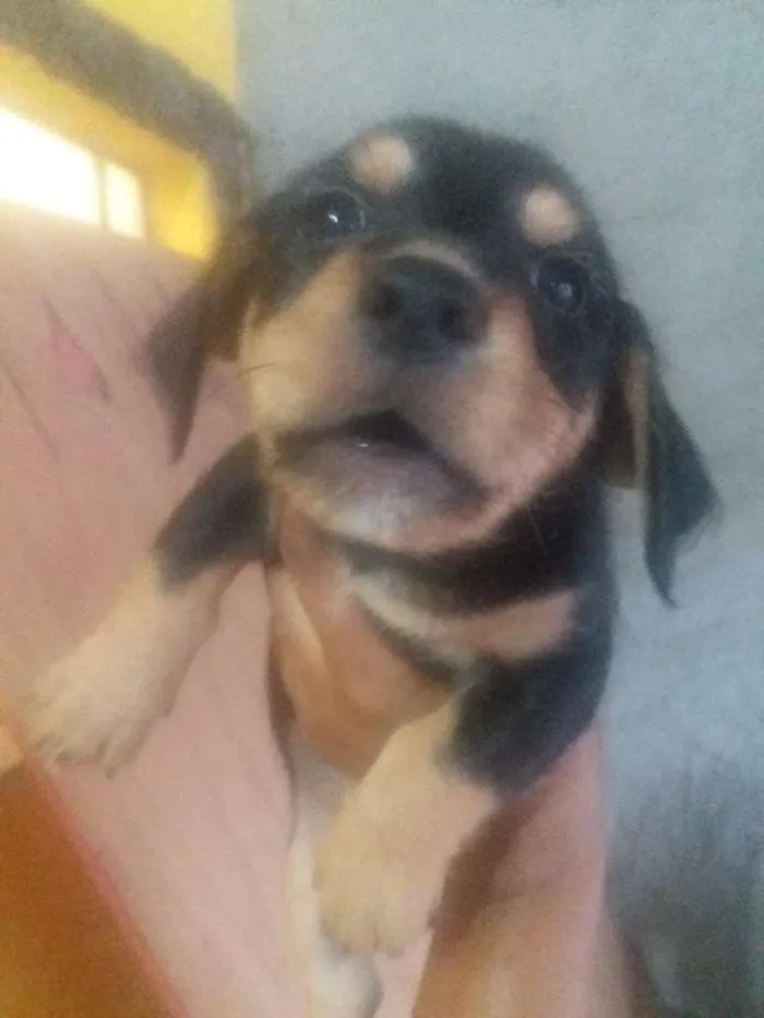 Cachorro ra a Indefinida idade 2 a 6 meses nome Filhotes