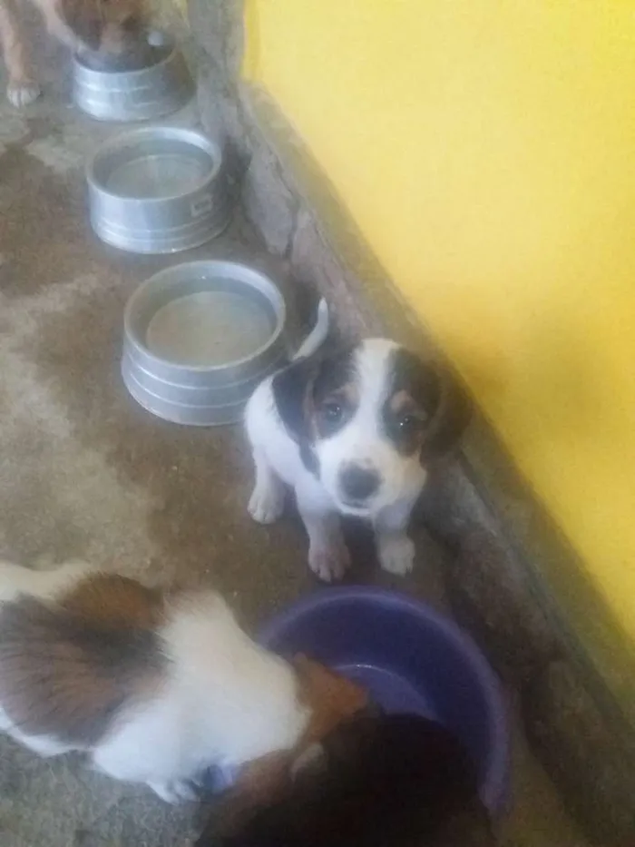 Cachorro ra a Indefinida idade 2 a 6 meses nome Filhotes