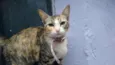 Gatinha abandonada