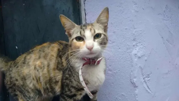 Gato ra a Sem raça definida idade 2 a 6 meses nome Gatinha abandonada