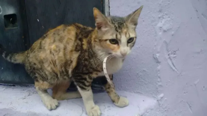 Gato ra a Sem raça definida idade 2 a 6 meses nome Gatinha abandonada