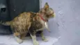 Gatinha abandonada