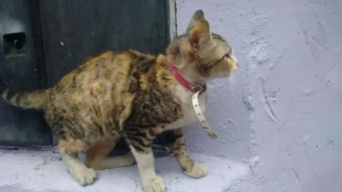Gato ra a Sem raça definida idade 2 a 6 meses nome Gatinha abandonada