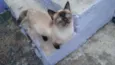 Gatinha abandonada