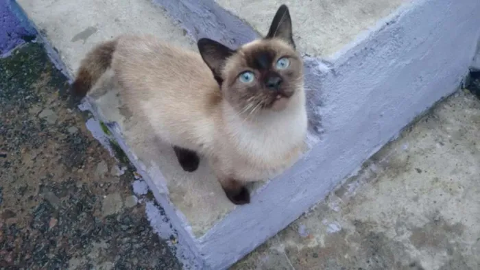 Gato ra a Siamês  idade 2 a 6 meses nome Gatinha abandonada