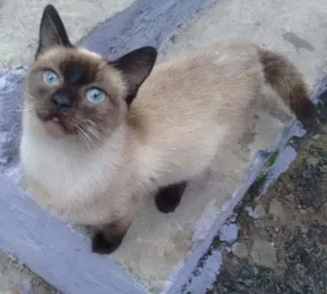 Gato raça Siamês  idade 2 a 6 meses nome Gatinha abandonada