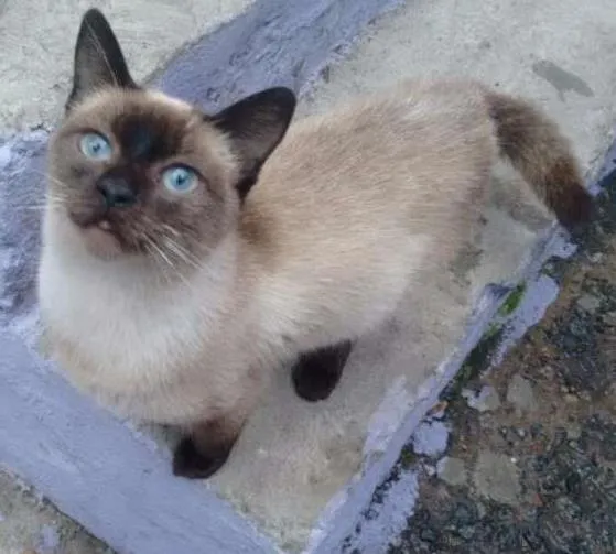 Gato ra a Siamês  idade 2 a 6 meses nome Gatinha abandonada
