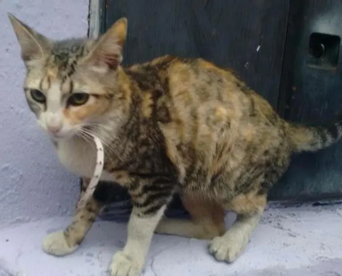 Gato ra a Sem raça definida idade 2 a 6 meses nome Gatinha abandonada
