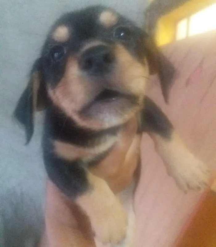 Cachorro ra a Indefinida idade 2 a 6 meses nome Filhotes