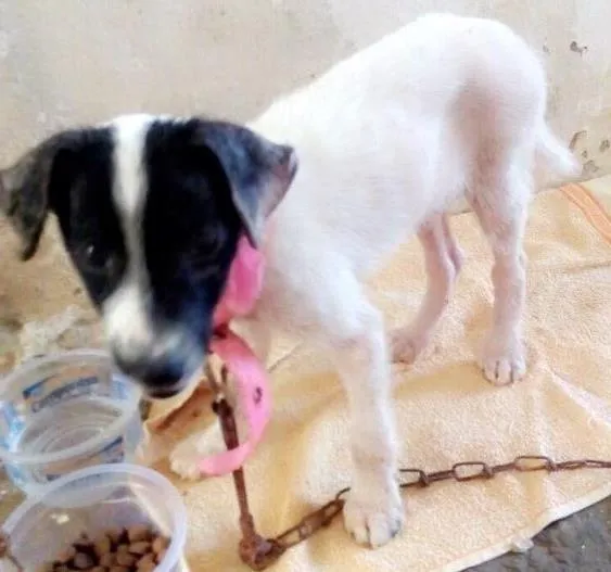 Cachorro ra a Vira lata idade 2 a 6 meses nome Ju