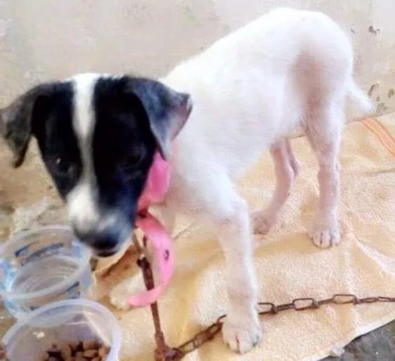 Cachorro ra a Vira lata  idade 2 a 6 meses nome Não tem 