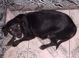 Cachorro raça Cofap com vira lata idade 6 ou mais anos nome Pretinha