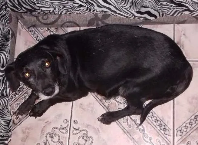 Cachorro ra a Cofap com vira lata idade 6 ou mais anos nome Pretinha