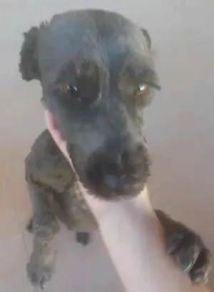 Cachorro raça SRD idade 3 anos nome Zandor 