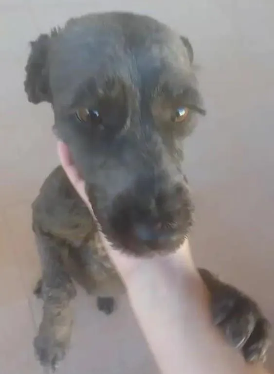 Cachorro ra a SRD idade 3 anos nome Zandor 