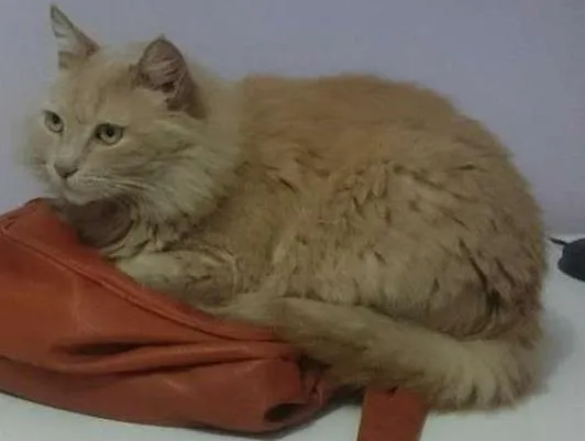 Gato ra a Sem raça definida idade 6 ou mais anos nome Joey