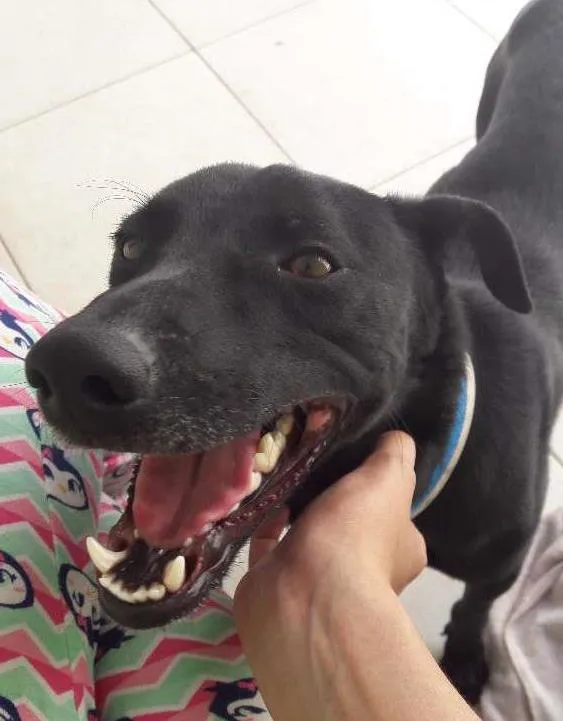 Cachorro ra a SRD idade 1 ano nome Zeca