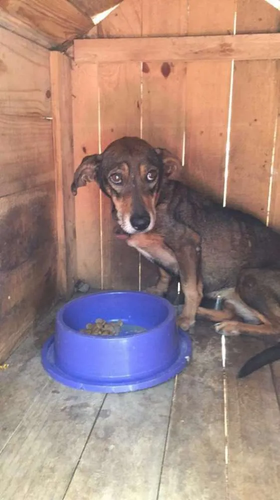 Cachorro ra a Basset idade 5 anos nome Cobi
