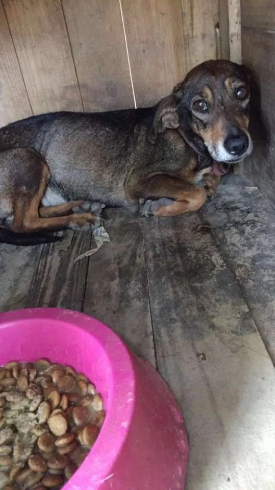 Cachorro ra a Basset idade 5 anos nome Cobi