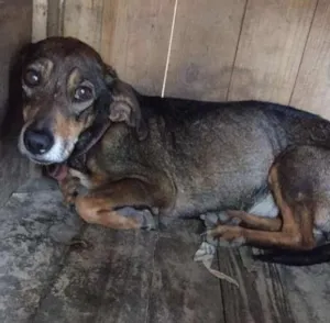 Cachorro raça Basset idade 5 anos nome Cobi