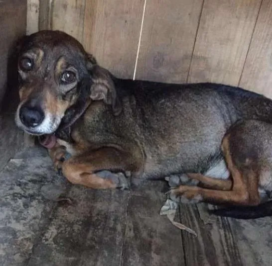 Cachorro ra a Basset idade 5 anos nome Cobi