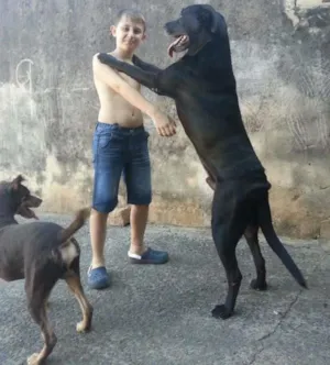 Cachorro raça Labrador/Srd idade 5 anos nome Buddy e Toddy