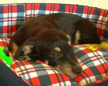 Cachorro ra a vira lata idade 2 a 6 meses nome JAGGER