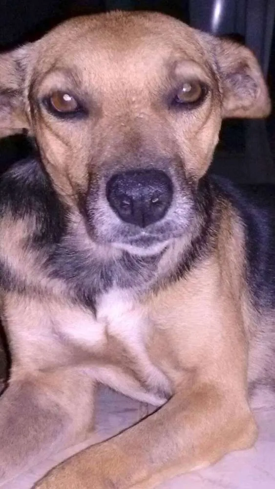 Cachorro ra a SRD idade  nome tieta