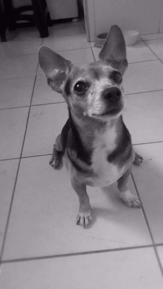 Cachorro ra a Daschund idade 6 ou mais anos nome Skilo GRATIFICA