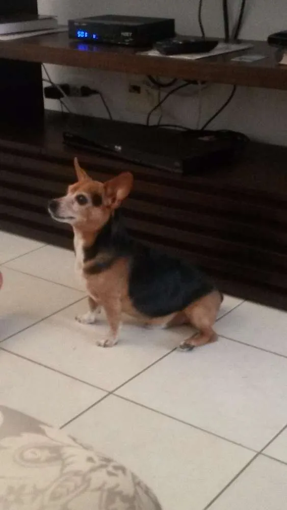 Cachorro ra a Daschund idade 6 ou mais anos nome Skilo GRATIFICA