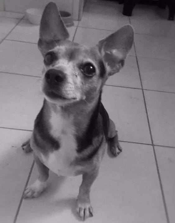 Cachorro ra a Daschund idade 6 ou mais anos nome Skilo GRATIFICA