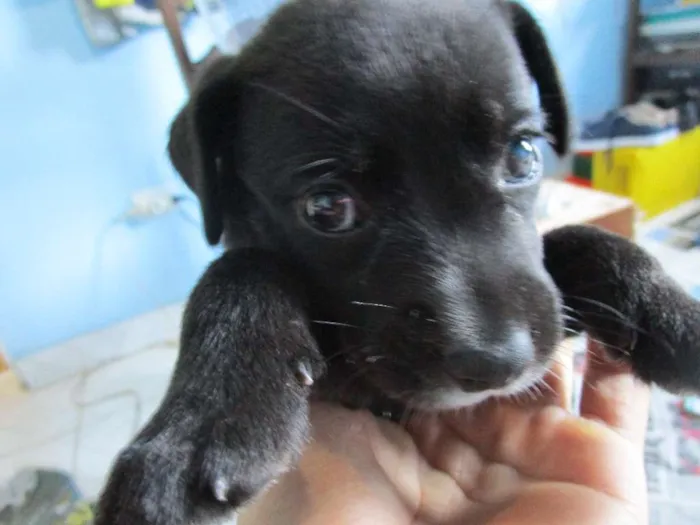 Cachorro raça vira lata idade 2 a 6 meses nome sem nome