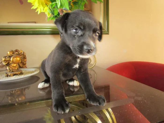 Cachorro raça vira lata idade 2 a 6 meses nome sem nome