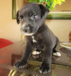 Cachorro raça vira lata idade 2 a 6 meses nome sem nome