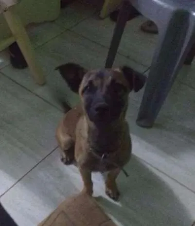 Cachorro ra a SRD idade 2 a 6 meses nome Luna