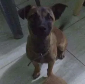 Cachorro raça SRD idade 2 a 6 meses nome Luna