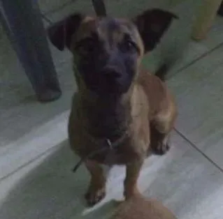 Cachorro ra a SRD idade 2 a 6 meses nome Luna