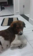 Bolinha
