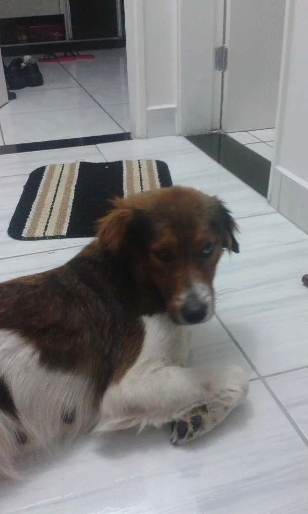 Cachorro ra a Viralata idade 7 a 11 meses nome Bolinha