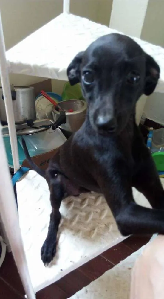 Cachorro ra a misturado idade 2 a 6 meses nome Lex