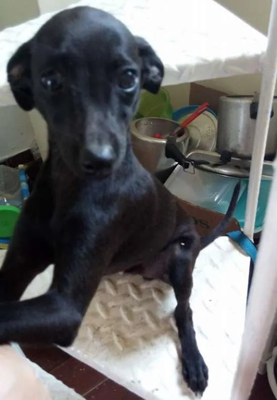 Cachorro ra a misturado idade 2 a 6 meses nome Lex