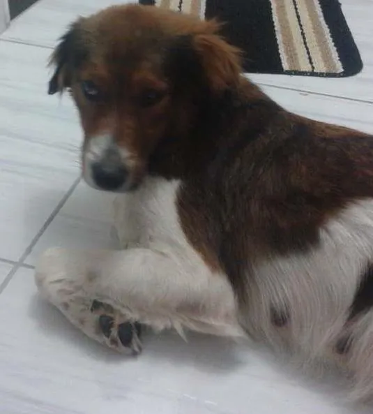 Cachorro ra a Viralata idade 7 a 11 meses nome Bolinha