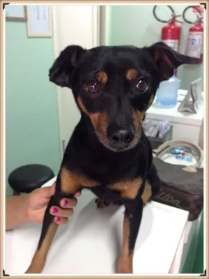 Cachorro raça Pinscher idade 3 anos nome Menino