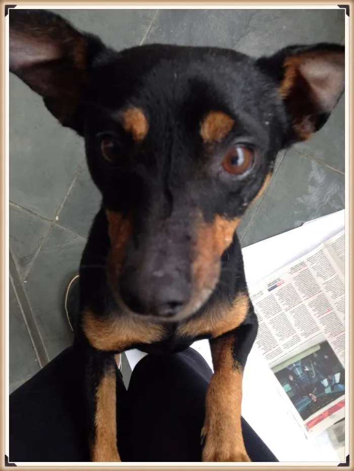 Cachorro ra a Pinscher idade 3 anos nome Menino