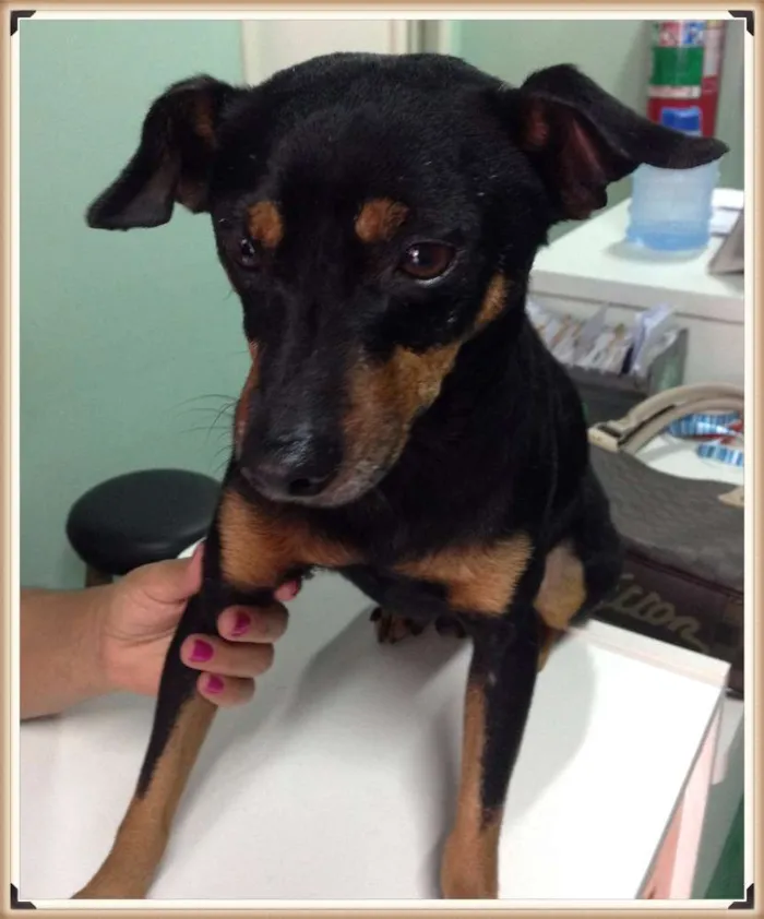 Cachorro ra a Pinscher idade 3 anos nome Menino